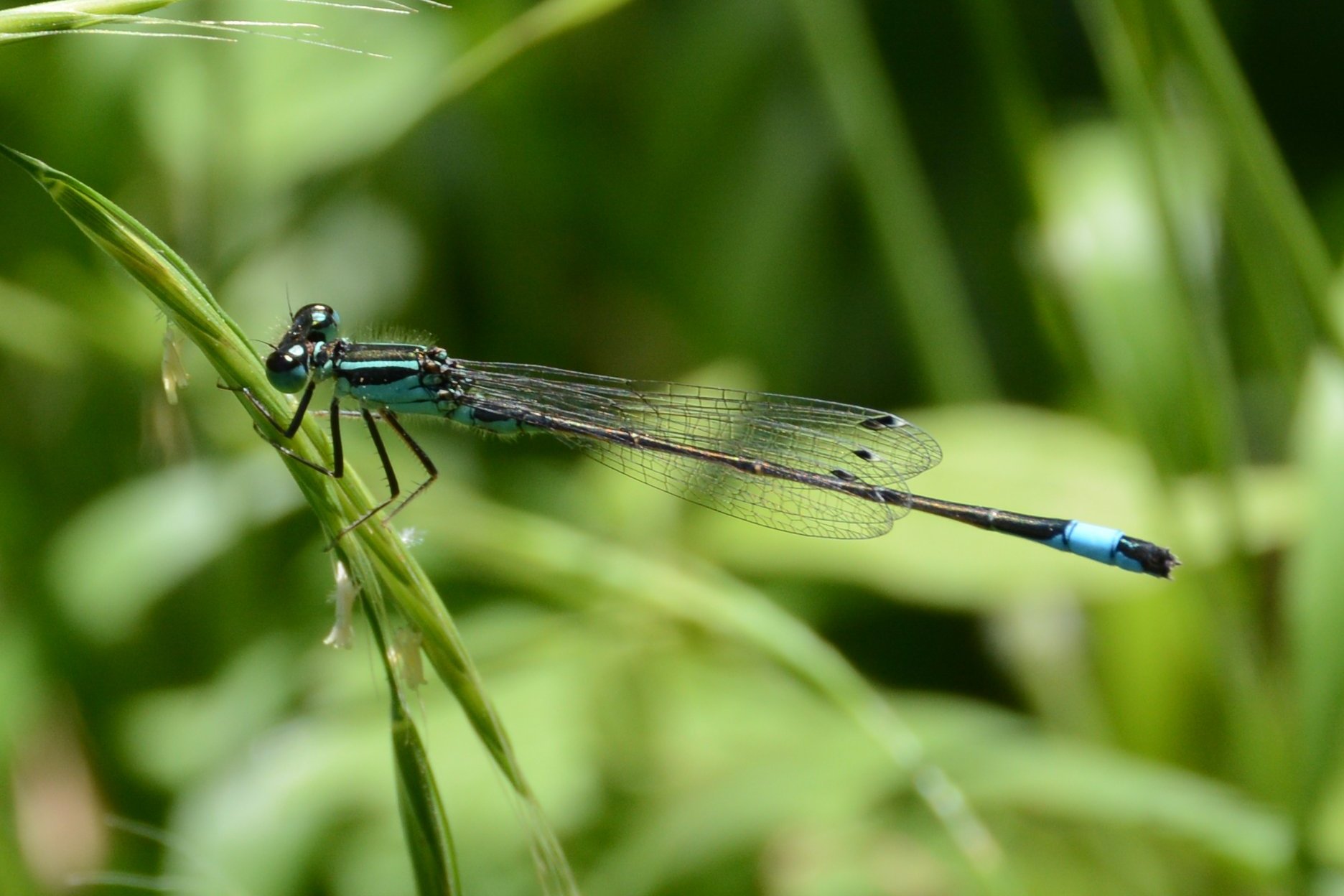 Libellula da identificare